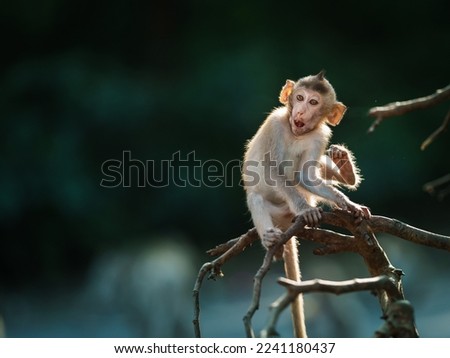 Portrait, Monkey or Macaca in a natural forest park sits on the branch and is enjoying, looking, funny, happy. Khao Ngu Stone Park, Ratchaburi, Thailand. Leave a blank and space for banner text entry