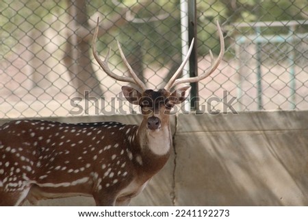 This is a picture of male Spotted Deer showing the pride and beauty of antlers along with an eye-catching skin tone. Beauty and art of nature can be seen through wildlife species.