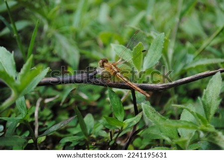 Nature with beautiful dragonflies in the forest Royalty-Free Stock Photo #2241195631