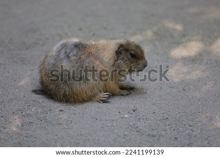 Black tailed prairie dog is sit down on sand Royalty-Free Stock Photo #2241199139
