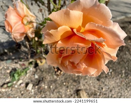 Top down, close up view of a blooming hybrid tea rose. This bloomed flower is a pale coral orange color throughout each petal. The rose bush has multiple blooms in the flower bed.