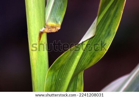 corn leaf and stem close up