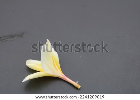 Isolated yellow frangipani flower on the black table surface. Negative space