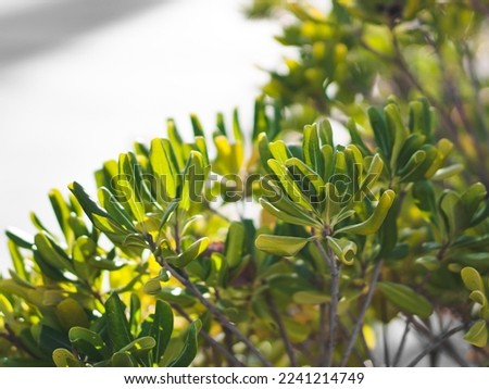 Beautiful bright plants with green leaves