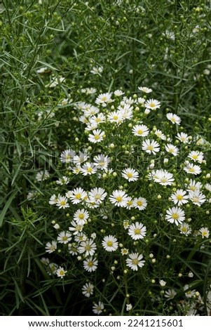 Culture or aster, white flowers that are commonly used in bouquet arrangements. It has a meaning that is like secretly loving someone in secret but firmly, representing love and loyalty.