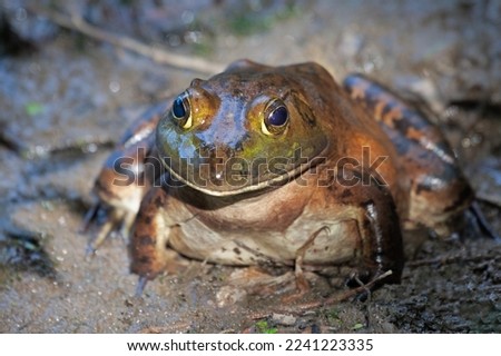 American bullfrog with wide head, stout bodies, and long, hind legs with fully-webbed hind feet in mud.