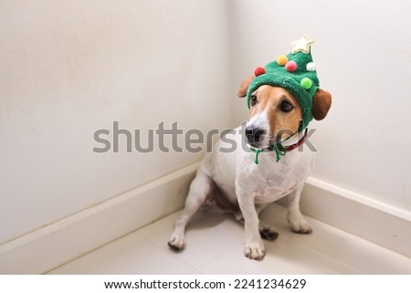 Taking photo of small dog wearing knitting hat to celebrate Christmas Festive.