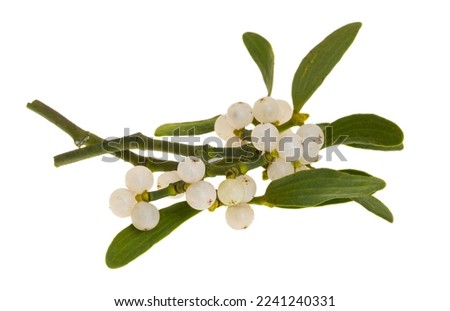 sprig of mistletoe isolated on white background