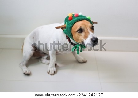 Taking photo of small dog wearing knit hat before going to Christmas party.