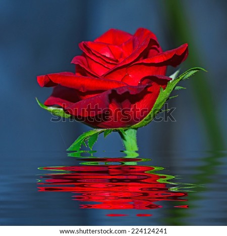 red rose with reflect in water