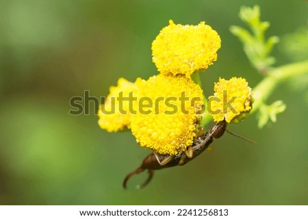 European Earwig (Forficula Auricularia) feeding on tansy plant (Tanacetum Vulgare)