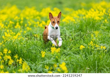 Red basenji puppy runs across the field through green grass and yellow flowers Royalty-Free Stock Photo #2241259247
