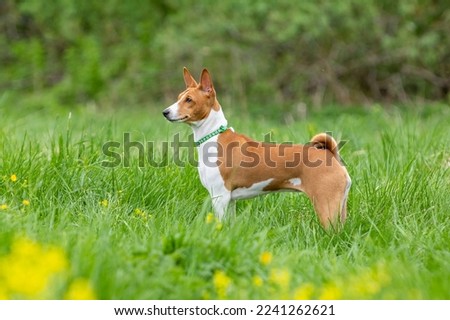 Red basenji puppy stands in tall green grass Royalty-Free Stock Photo #2241262621