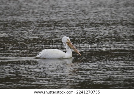 American White Pelican (pelecanus erythrothynchose swimming in a lake