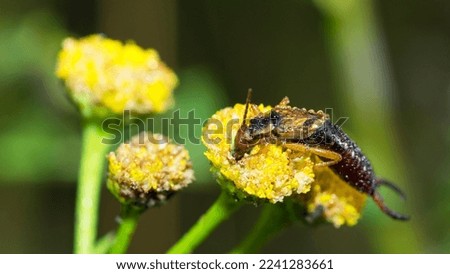 Dew covered European Earwig (Forficula Auricularia) on tansy plant (Tanacetum Vulgare)