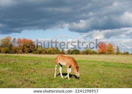 brown foal in nature on the background of an autumn pasture in the mountains