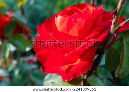 Composition of large red bud rose among the leaves, side view. Beautiful rose flower for a poster, calendar, screensaver, wallpaper, postcard, banner, cover, post, website. High quality photography