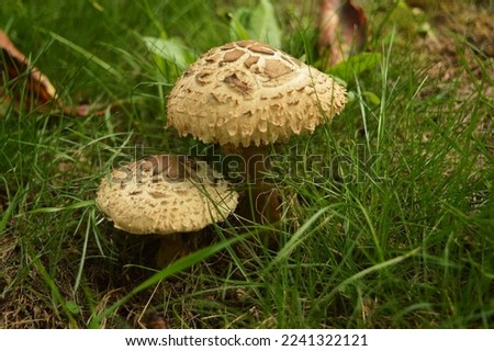 Parasol mushrooms sprouted in the orchard in the yard of the village house.