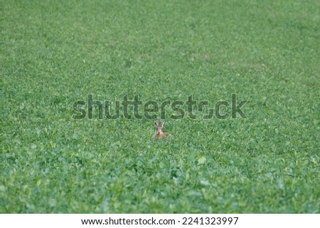 valuable game animal grazing on spring green lawn, mammal hare of lagomorph order, Lepus europaeus eats young rapeseed plants, concept of harming agriculture, object of amateur and sport hunting Royalty-Free Stock Photo #2241323997