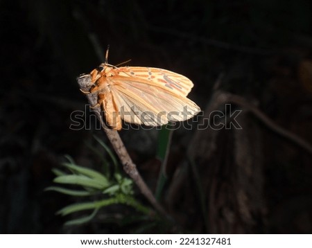 yellow moth trying to fly