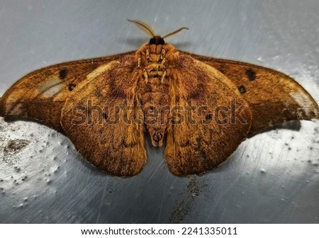 this is a butterfly that has been preserved and this picture is taken from the front view