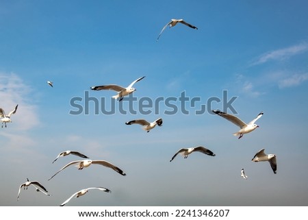 Seagulls flying in the blue sky, chasing after food to eat at Bangpu, Thailand.