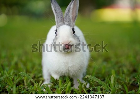 Cute Rabbit in green grass