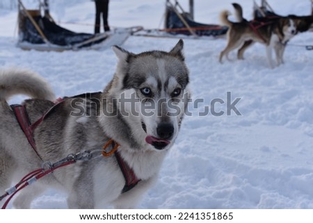 Close up of an Alaskan husky on a dogsled team