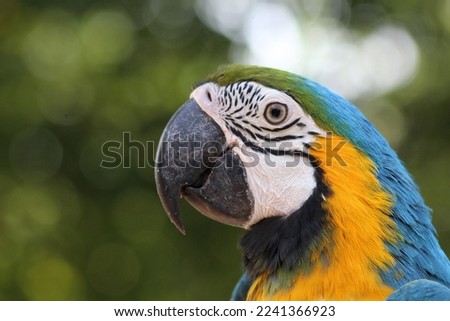 Beautiful Macaw yellow and blue parrot
