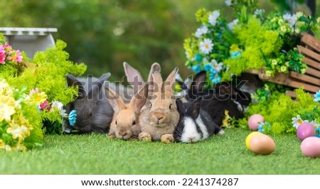 Adorable and cute new born rabbit. baby cute rabbit or new born adorable bunny. Easter Bunny.