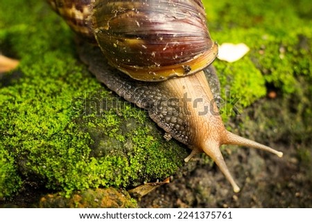 Giant African snail walking slowly on rocky and mossy ground