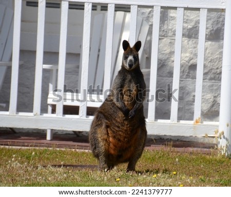 Old wild black or swamp wallaby marsupial in front of a whitewashed coastal building and fence looks alert and ready to flee