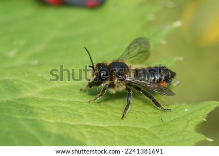 Natural closeup on a female brown footed leafcutter bee, Megachile versicolor, sitting on a green leaf