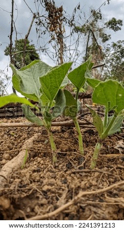 Newly growing pumpkin plants do best in soil suitable for growing