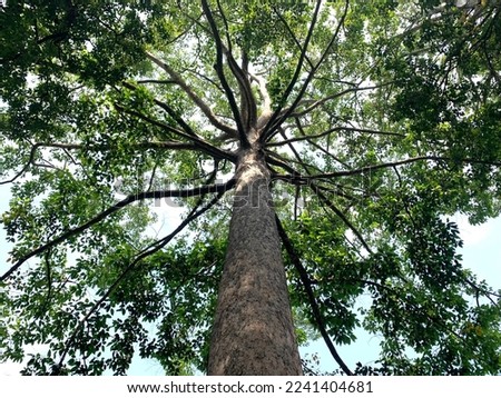 A large, 100 year old tree in the tropical forests of northern Thailand.  It is a tree that is the refuge of these wild animals, both mammals and birds a lot. Royalty-Free Stock Photo #2241404681