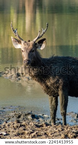 a picture of sambar deer taken in ranthambore national park