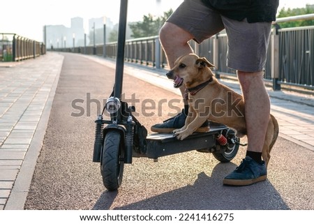 Close up feet of a man in sneakers made stop stand one leg with his dog on electric scooter on the streets or park. Selective focus on feet. Royalty-Free Stock Photo #2241416275