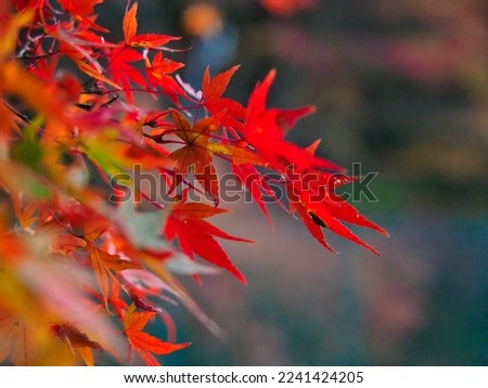 Colorful and vivid autumn leaves for background and copy space