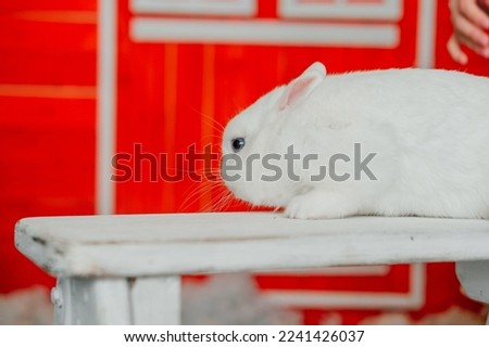 
white rabbit on a red background