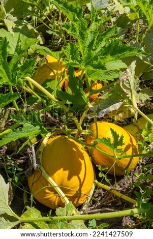 Pumpkin plants with rich harvest on a field ready to be harvested.