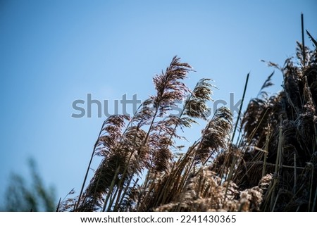 Water reed overgrowing water bodies