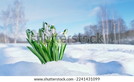spring nature background. White snowdrop flowers growth in snow, natural forest background. early spring season concept. first flowers symbol of the arrival of spring. Royalty-Free Stock Photo #2241431099