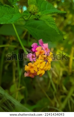 Colorful Lantanas flower beautiful picture.