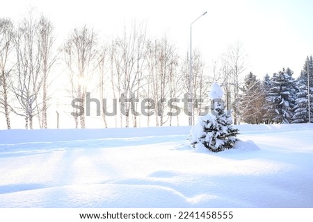Snowy frosty fir branches. Snowy winter background. Natural forest light landscape. Snowfall. A beautiful tall tree and a rising sky. A frosty magical scene in an outdoor park. Sunny. Brightly. 