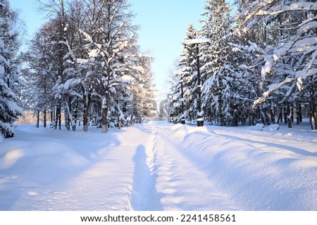 Snowy frosty fir branches. Snowy winter background. Natural forest light landscape. Snowfall. A beautiful tall tree and a rising sky. A frosty magical scene in an outdoor park. Sunny. Brightly. 