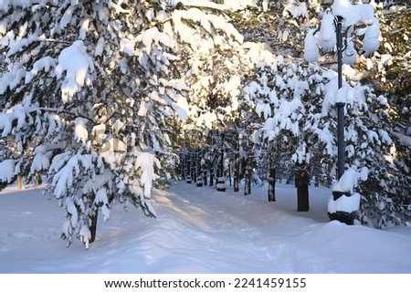 Snowy frosty fir branches. Snowy winter background. Natural forest light landscape. Snowfall. A beautiful tall tree and a rising sky. A frosty magical scene in an outdoor park. Sunny. Brightly. Snow. 