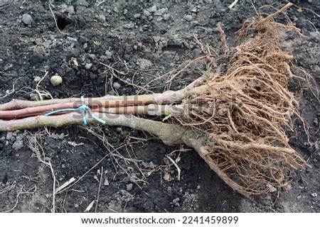 Bare-root fruit trees planting. A close-up of grafted apple trees with an open root system ready for planting.  Royalty-Free Stock Photo #2241459899