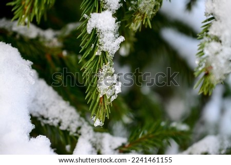 Snow on fir tree branches, in the forest