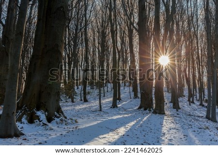 Beech forest in winter with casting beautiful sun rays of light through trees. Sun shines through trees and casts golden light on snow. A unique winter deciduous forest - picture for wallpaper.