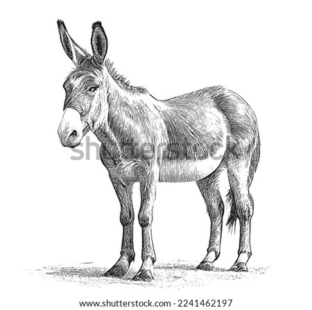Cute donkey sketch hand drawn engraving style Vector illustration Royalty-Free Stock Photo #2241462197